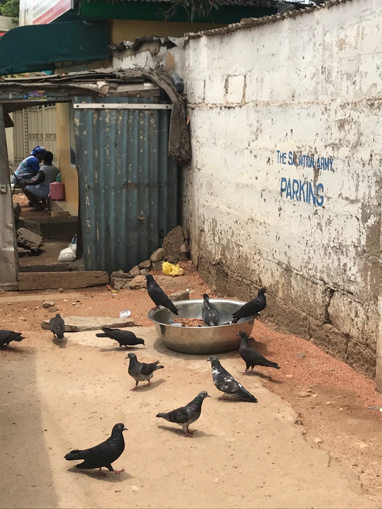 Pigeons eating left overs in Accra